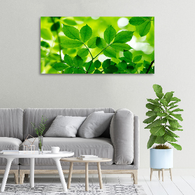 Foto canvas Groene bladeren