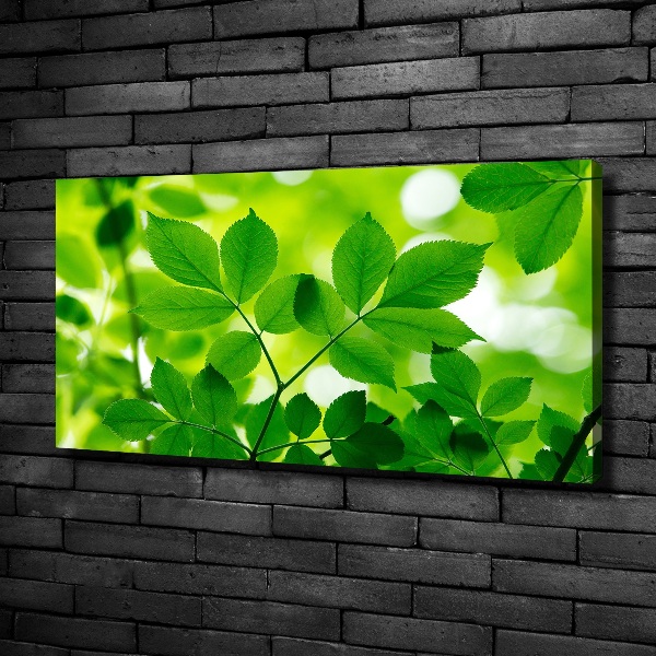 Foto canvas Groene bladeren