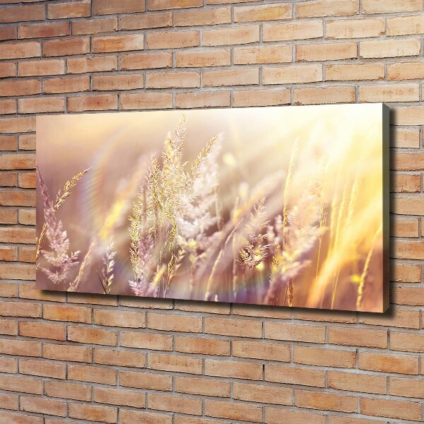 Foto op canvas Hoog gras