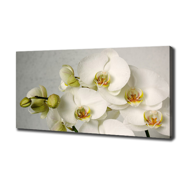 Schilderij op canvas Witte orchidee