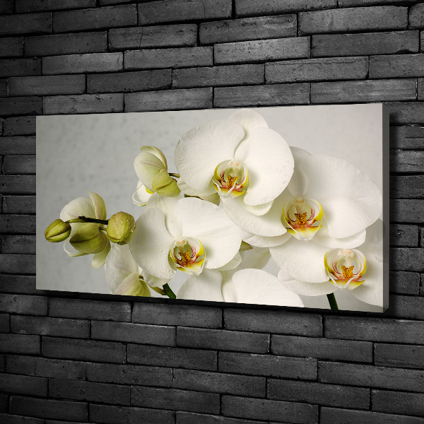 Schilderij op canvas Witte orchidee