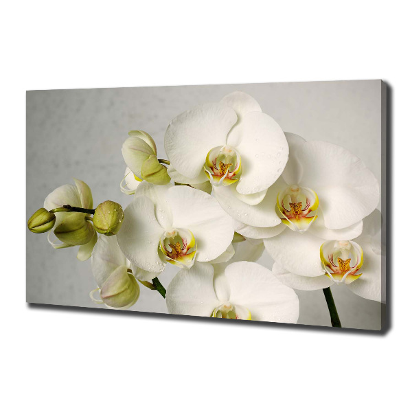 Schilderij op canvas Witte orchidee