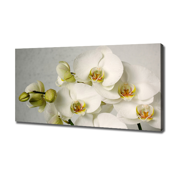 Schilderij op canvas Witte orchidee