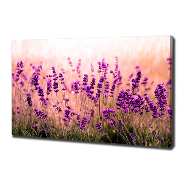 Canvas foto Lavendel