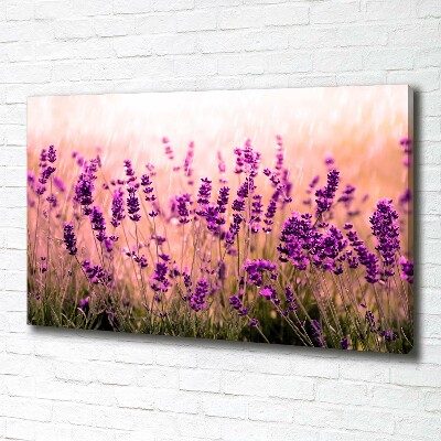 Canvas foto Lavendel