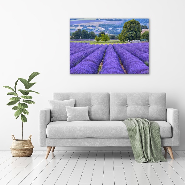 Canvas foto Lavendelveld