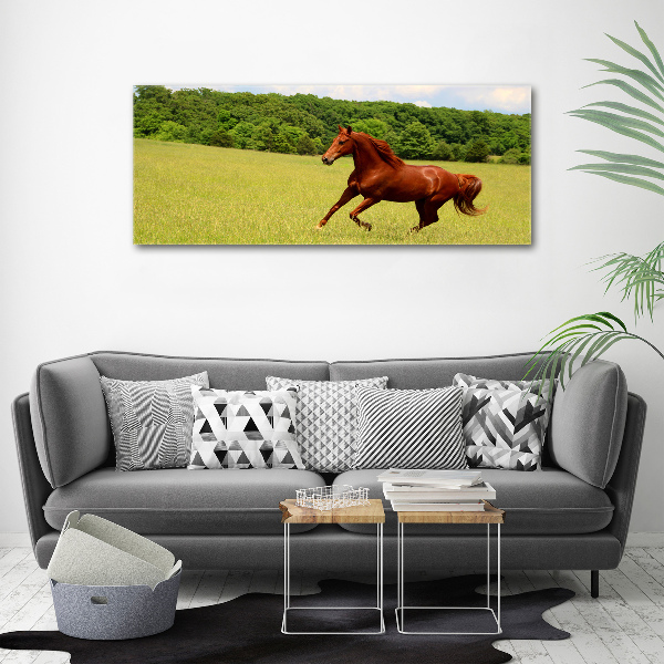 Foto canvas Een paard in de wei