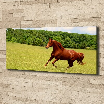 Foto canvas Een paard in de wei