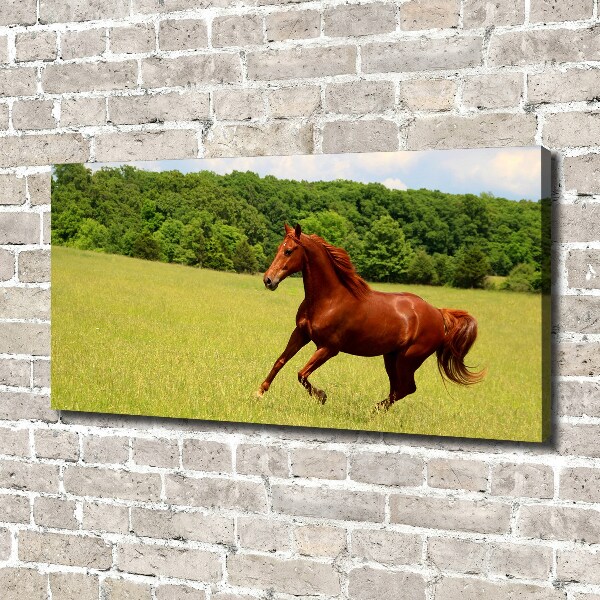 Foto canvas Een paard in de wei