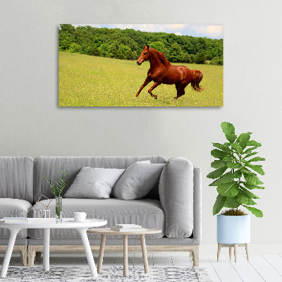 Foto canvas Een paard in de wei