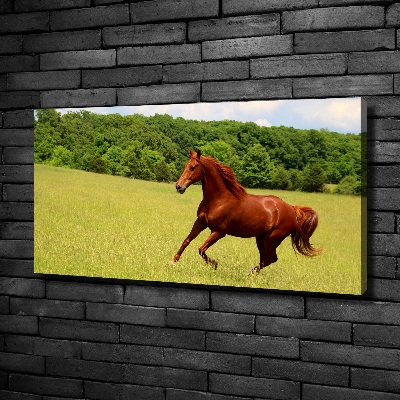 Foto canvas Een paard in de wei