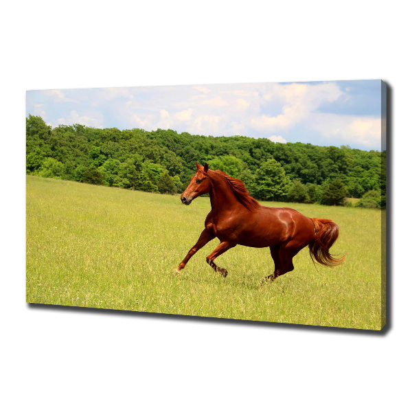 Foto canvas Een paard in de wei