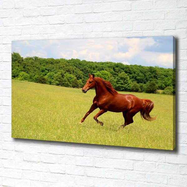 Foto canvas Een paard in de wei