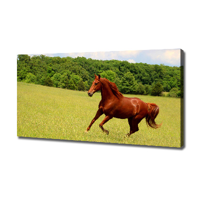 Foto canvas Een paard in de wei