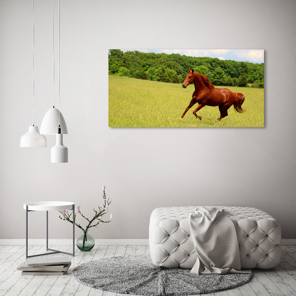 Foto canvas Een paard in de wei
