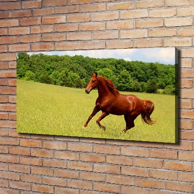Foto canvas Een paard in de wei