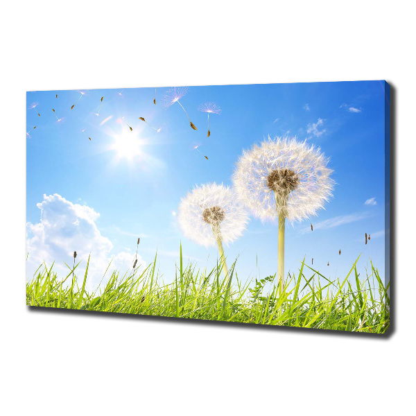Foto canvas Paardenbloemen