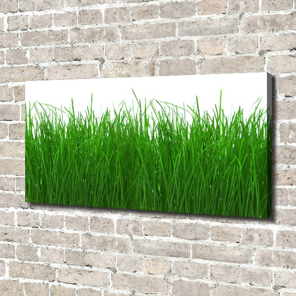 Foto op canvas Gras