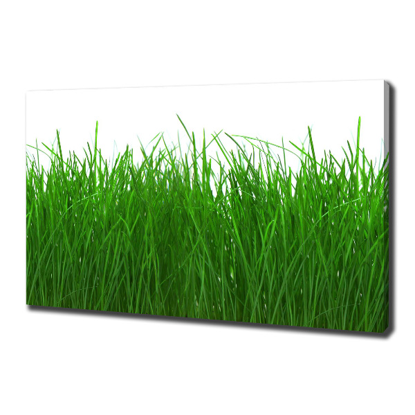 Foto op canvas Gras