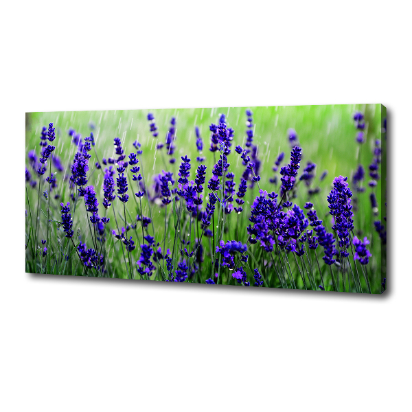 Canvas foto Lavendel
