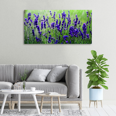 Canvas foto Lavendel