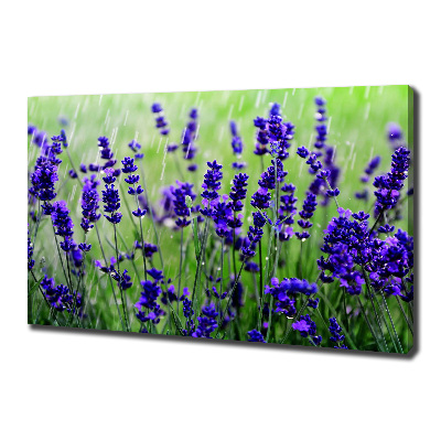 Canvas foto Lavendel