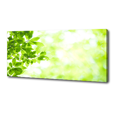 Canvas schilderij Bladeren