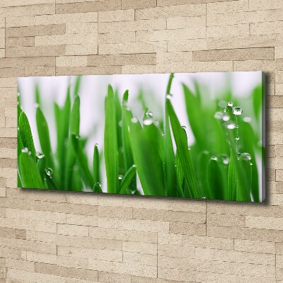 Foto op canvas grassprieten