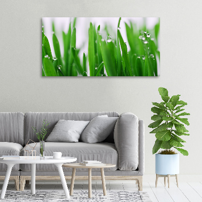 Foto op canvas grassprieten