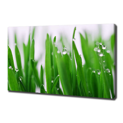 Foto op canvas grassprieten