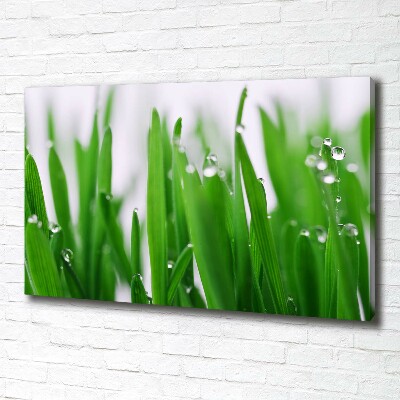 Foto op canvas grassprieten