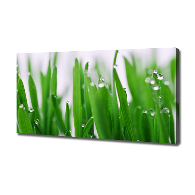Foto op canvas grassprieten