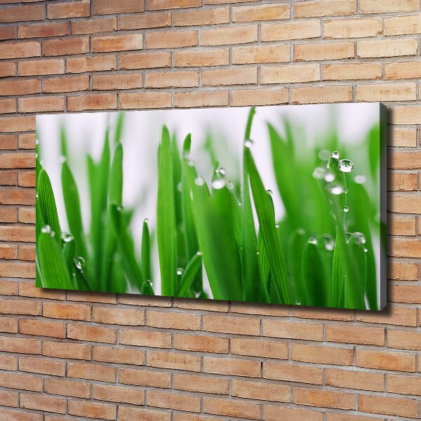 Foto op canvas grassprieten