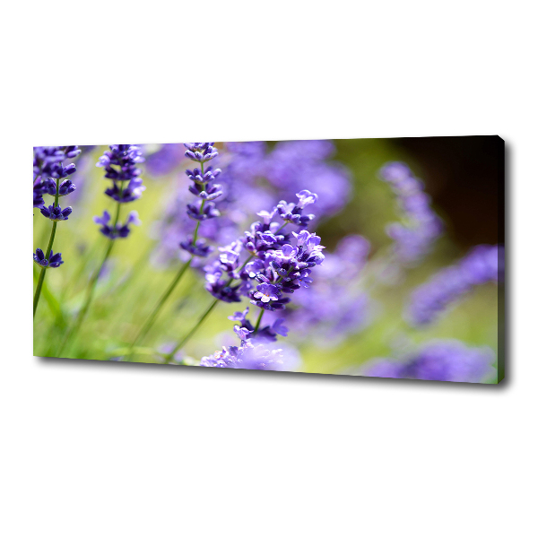 Canvas foto Lavendel