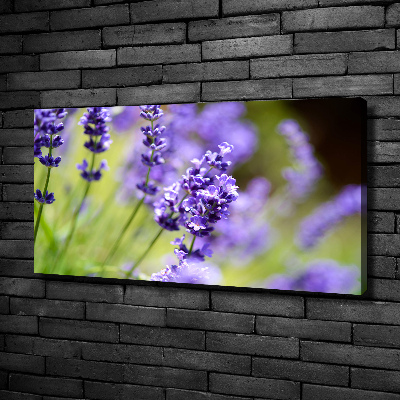 Canvas foto Lavendel