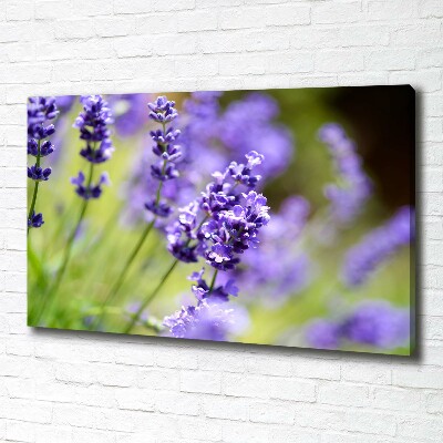 Canvas foto Lavendel