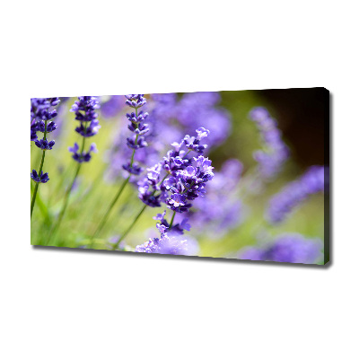 Canvas foto Lavendel