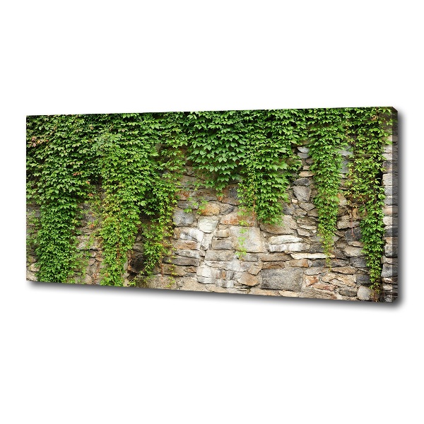Canvas foto Groene klimop