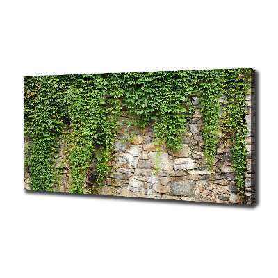 Canvas foto Groene klimop