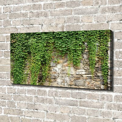 Canvas foto Groene klimop