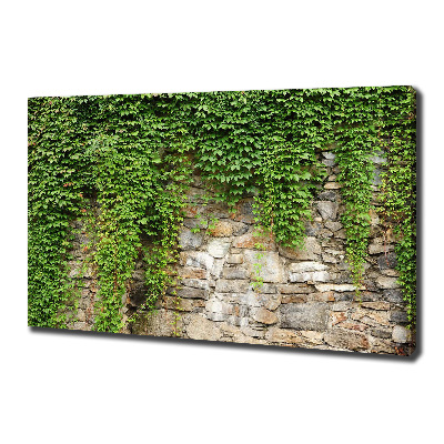 Canvas foto Groene klimop