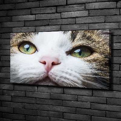 Schilderij op canvas Groene kattenogen