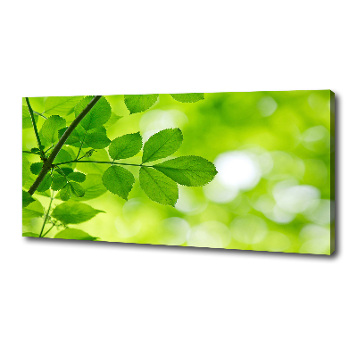 Foto canvas Groene bladeren