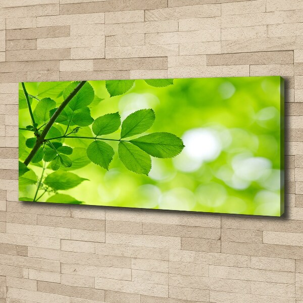 Foto canvas Groene bladeren