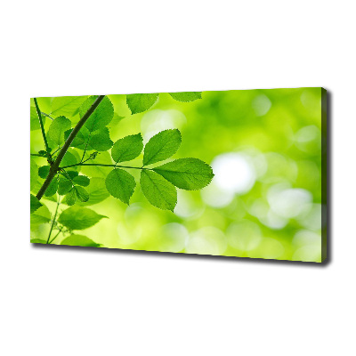 Foto canvas Groene bladeren