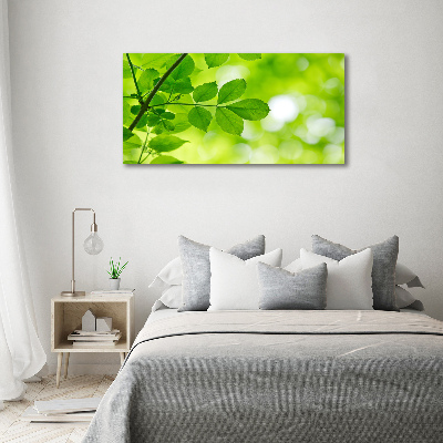 Foto canvas Groene bladeren