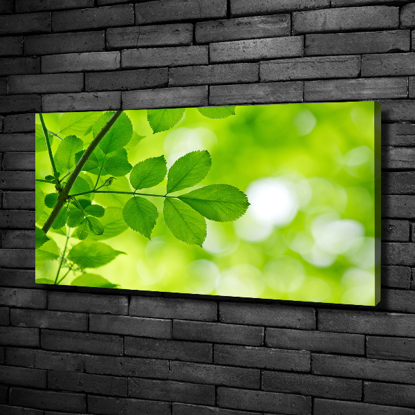 Foto canvas Groene bladeren