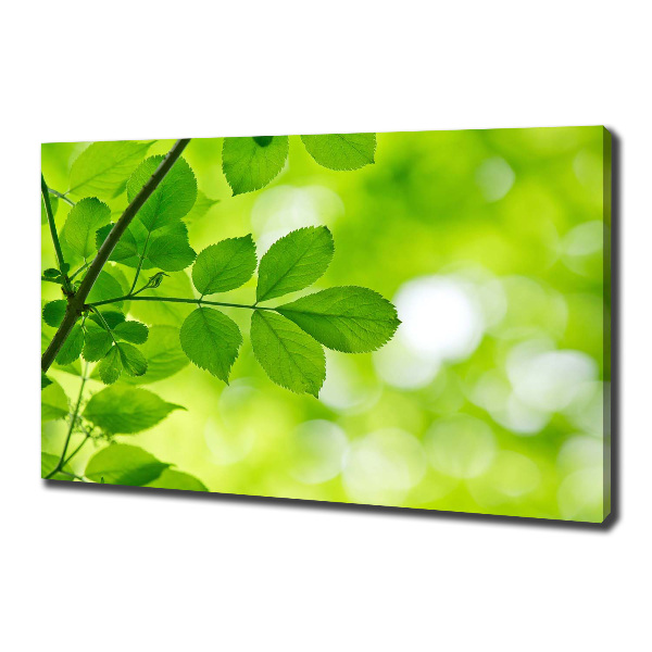 Foto canvas Groene bladeren