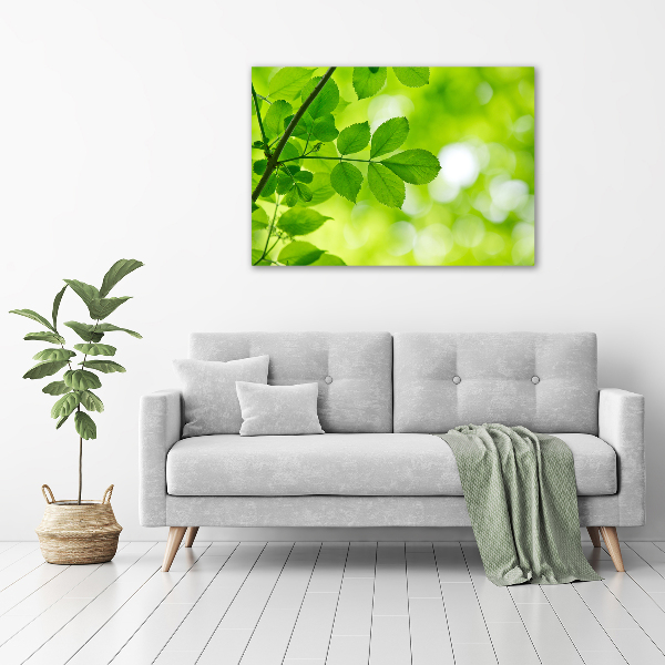 Foto canvas Groene bladeren