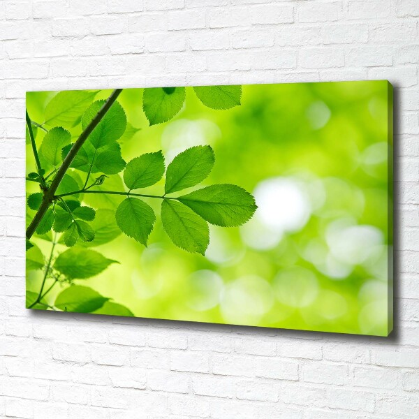 Foto canvas Groene bladeren